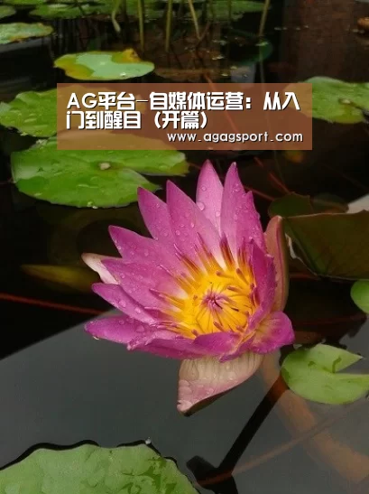 AG平台-自媒体运营:从入门到醒目(开篇)(图1) AG官网